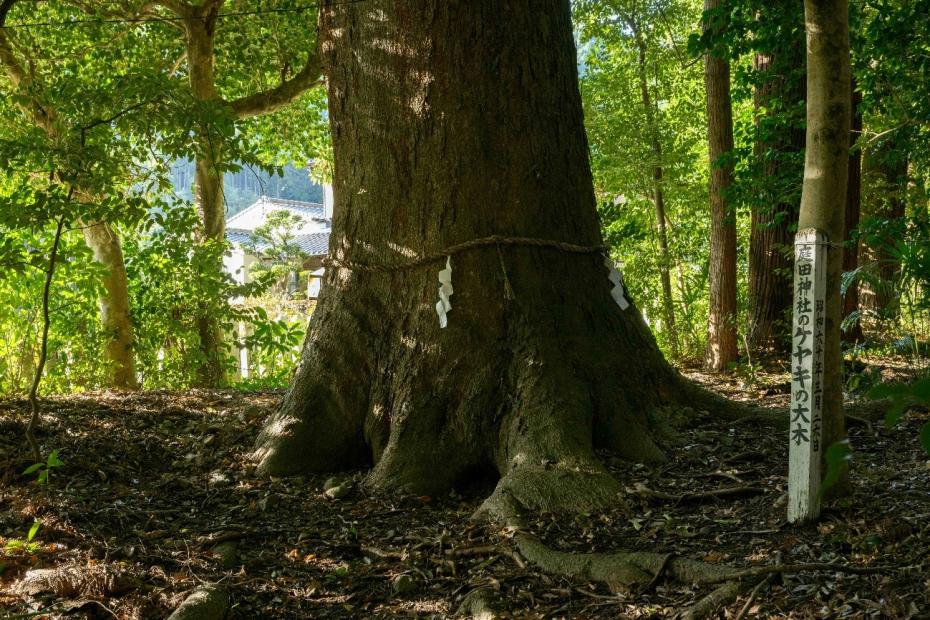 庭田神社ケヤキ
