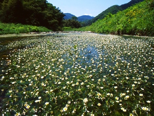 田君川のバイカモ