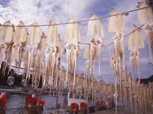 但馬海岸でイカを干す