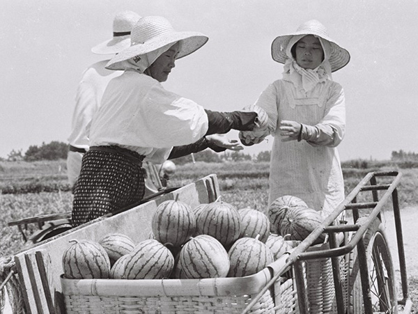 こだま西瓜の収穫