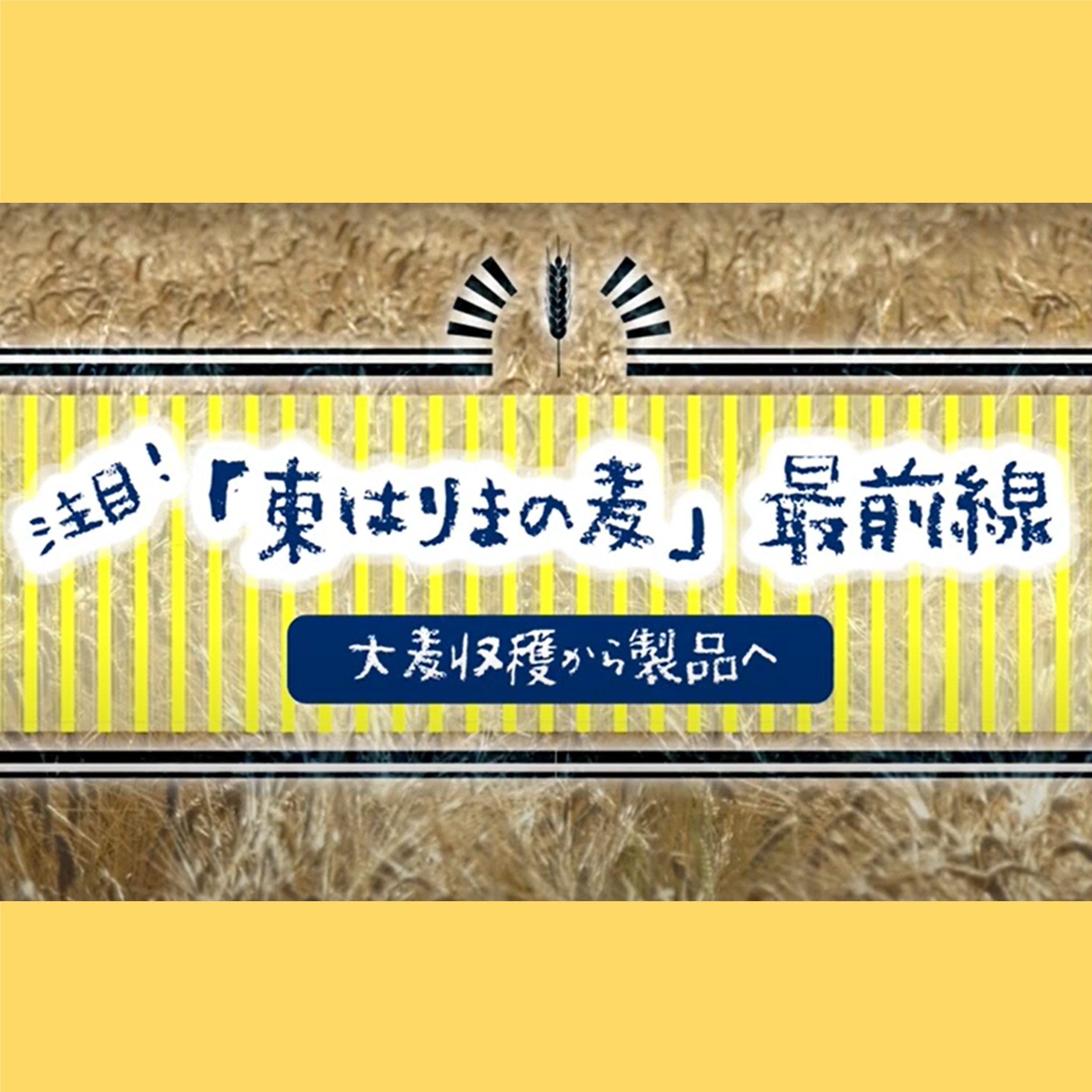 大麦収穫から製品へ