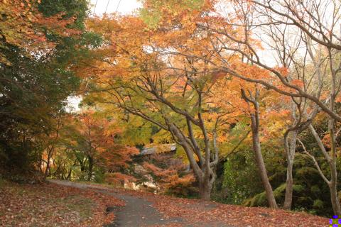 59名号石のもみじ・秋