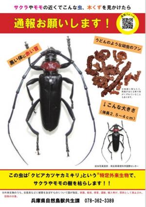 クビアカツヤカミキリ1