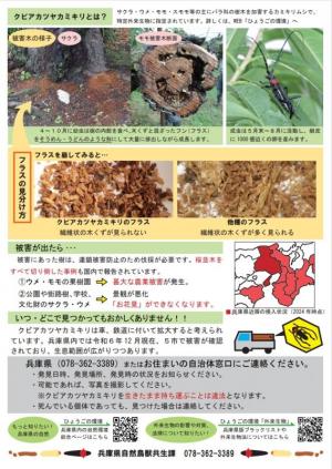 クビアカツヤカミキリ2