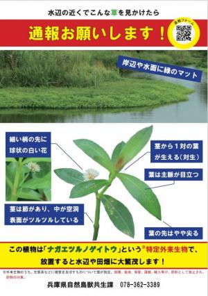 ナガエツルノゲイトウ