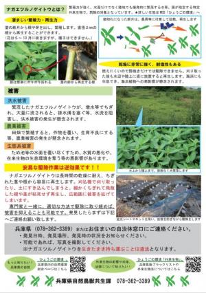 ナガエツルノゲイトウ2