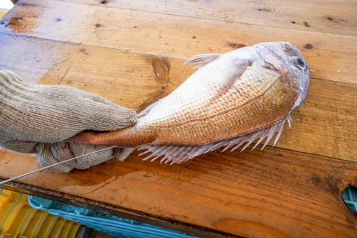 セリ落とされた魚を「明石浦〆」している様子