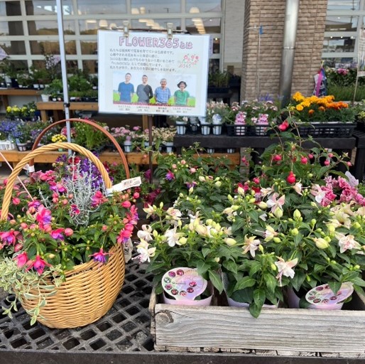 花壇苗販売展示1