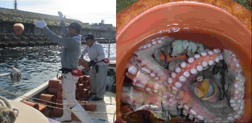 たこつぼ設置作業