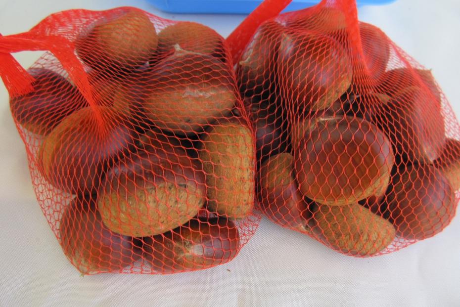 2023西猪名公園まつり４