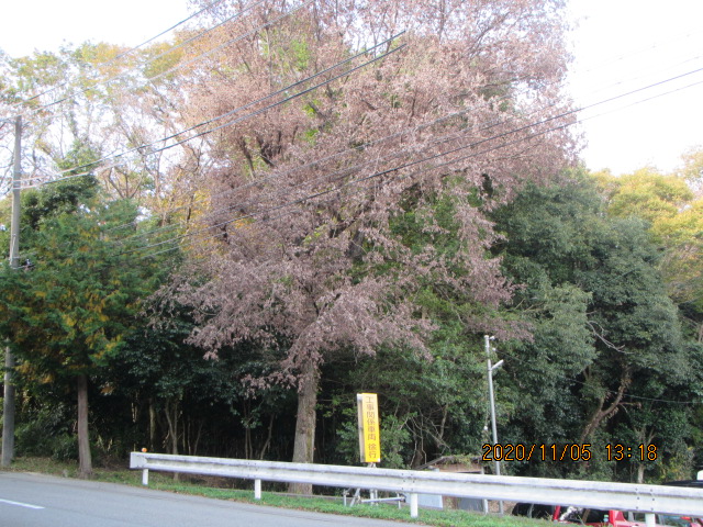 令和2年ナラ枯れ被害（三田市）