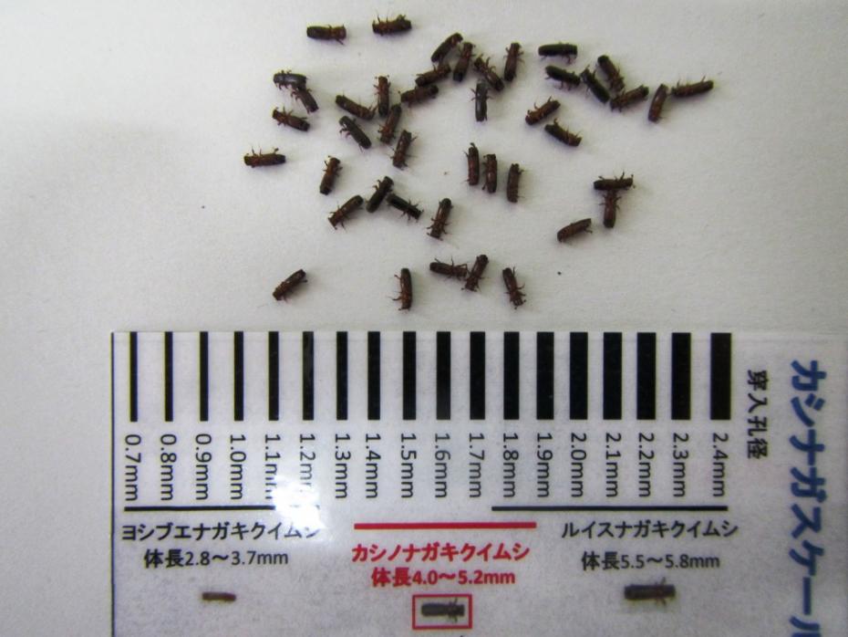 カシノナガキクイムシ