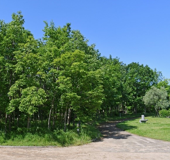 尼崎の森中央緑地