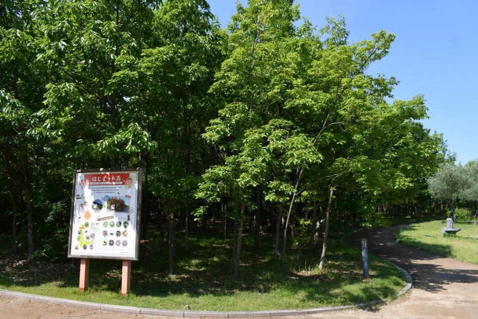 はじまりの森（現状）