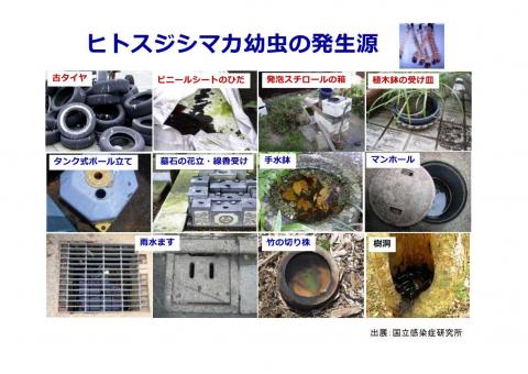 ヒトスジシマカ幼虫の発生原
