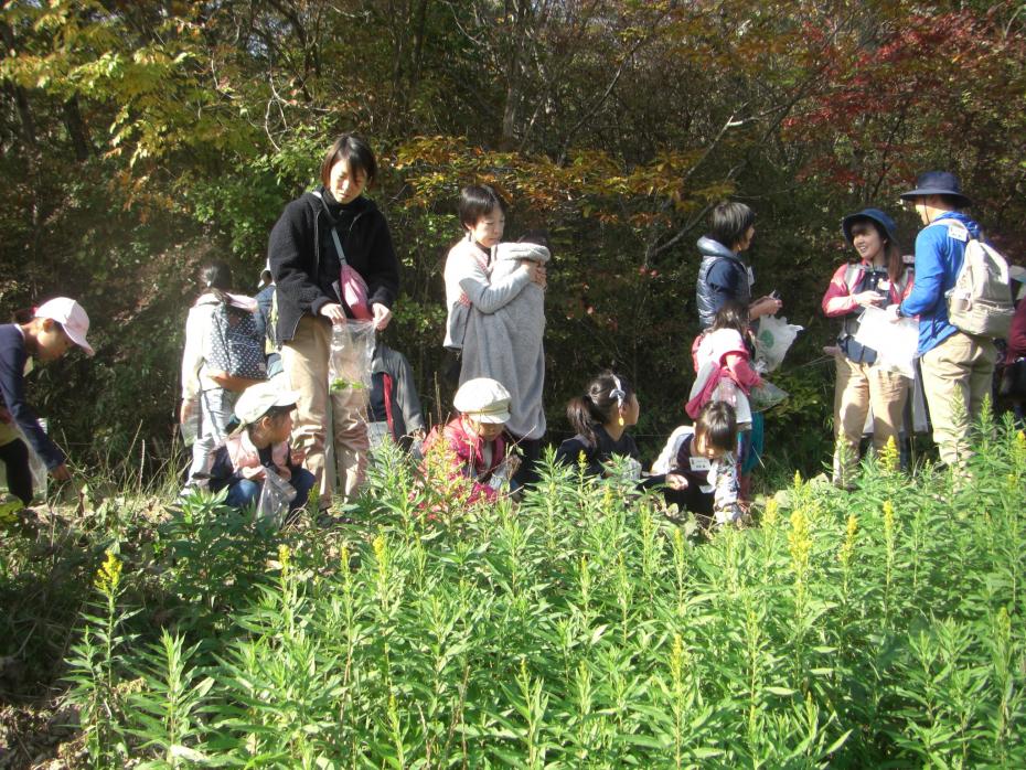 野草摘み1