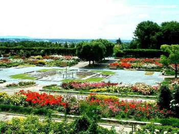 播磨中央公園バラ園