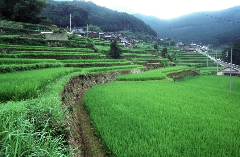 岩座神の棚田