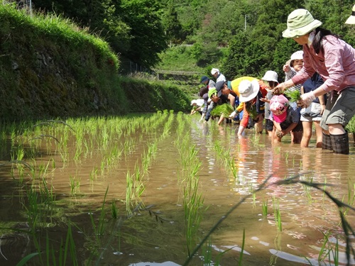田植え