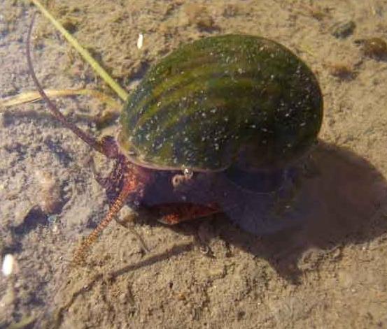 スクミリンゴガイの成貝