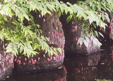 水路に産み付けられた多数の卵塊
