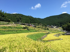 岩座神の棚田