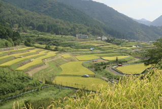 宮垣棚田（全景）