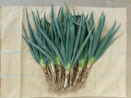 ひょうごエヌワン