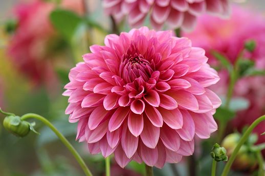 アンティークロマン（中輪、花芯に近い部分と花の根元がブロンズのような濃いピンク、外側にいくにつれ花弁の先が淡くなり先端は薄桃色）