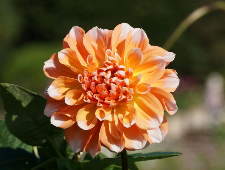 ポートライトペアビューティー（中輪、花弁の根元から真ん中にかけてオレンジ色、外側の花弁の先端が白）