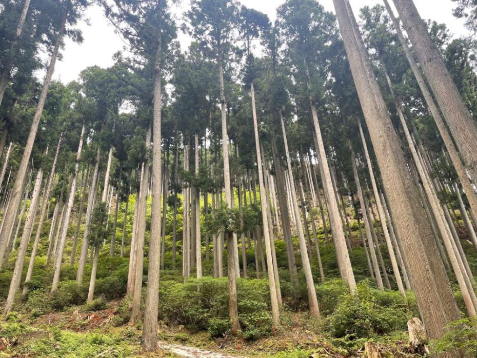 手入れされたスギ人工林