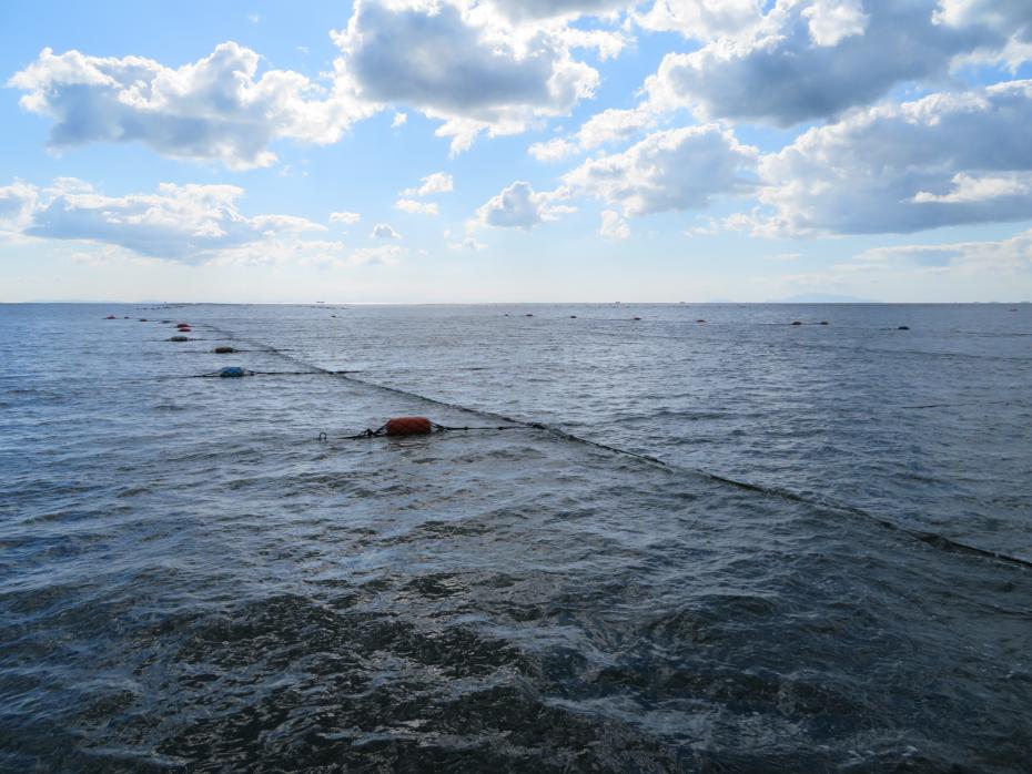 のり養殖施設（ロープ等だけでのり網がない状態）