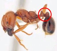 大阪府南港で発見されたアカカミアリの写真