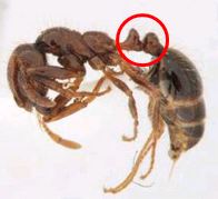 神戸市ポートアイランドで発見されたヒアリの写真