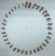 ヒアリとアカカミアリの大小様ざまなサイズの写真