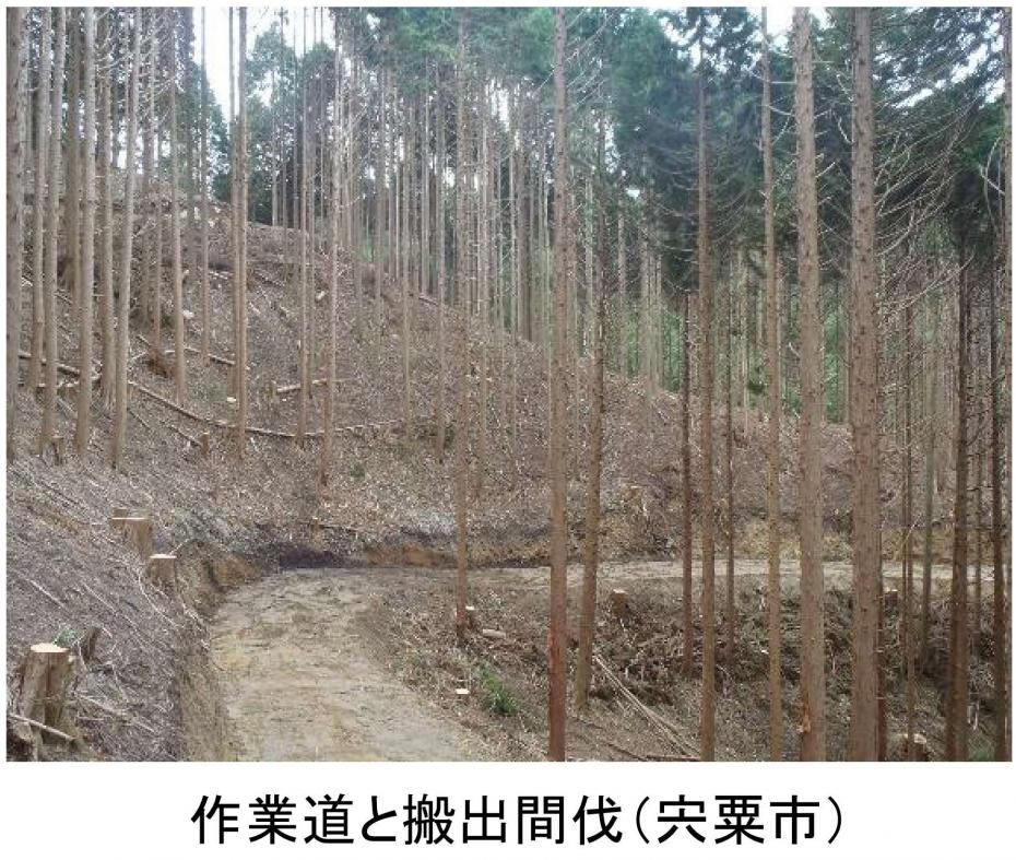 作業道と搬出間伐（宍粟市）