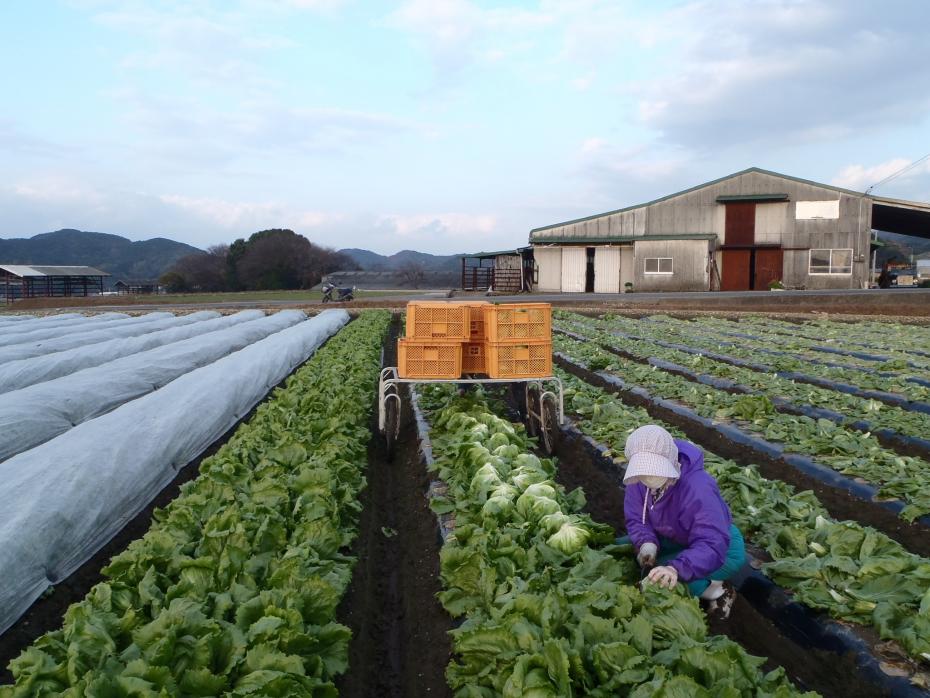 ほ場整備におけるレタス収穫