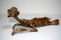 人魚のミイラ_原野農芸博物館蔵