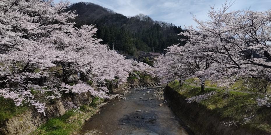 八鹿町小佐川桜1
