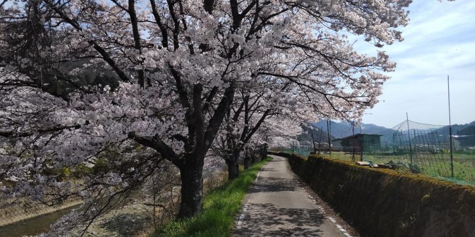 八鹿町小佐川桜2