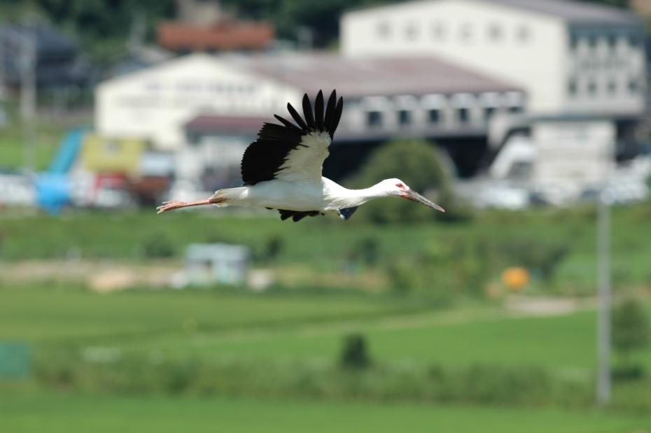 空を舞うコウノトリ
