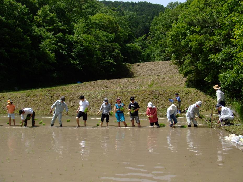 田植え