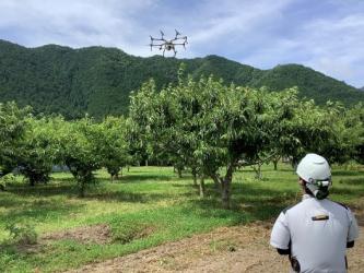 ドローン防除栗