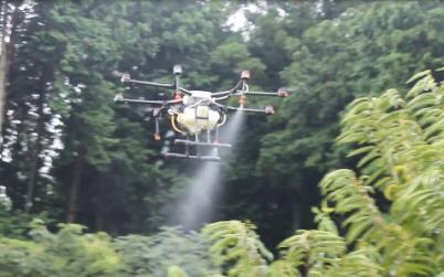ドローン薬剤散布栗