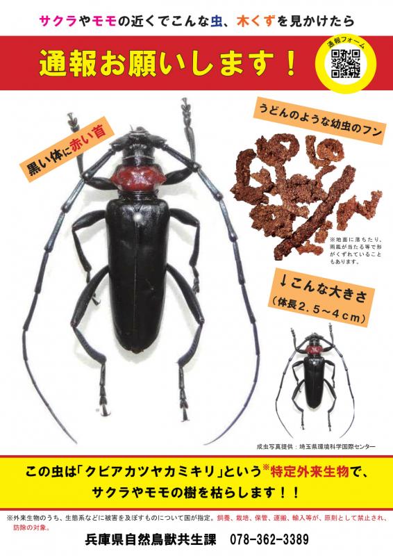 クビアカツヤカミキリチラシ