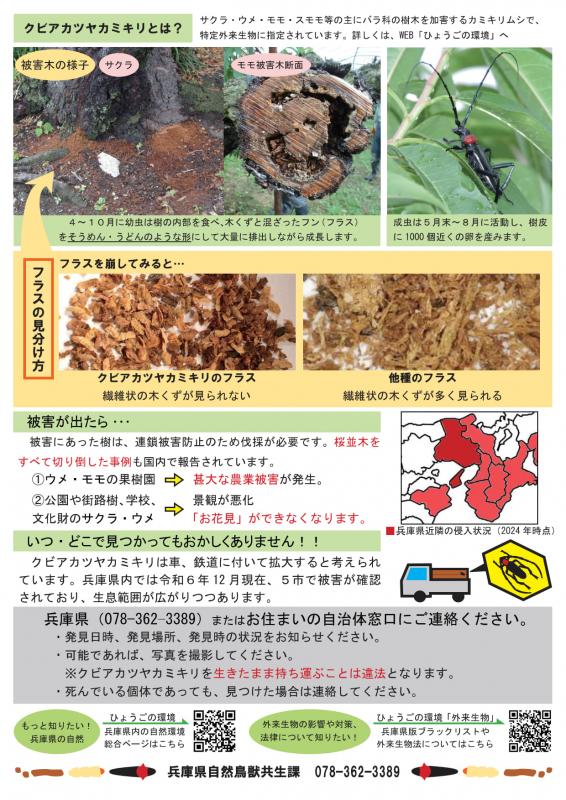 クビアカツヤカミキリチラシ2