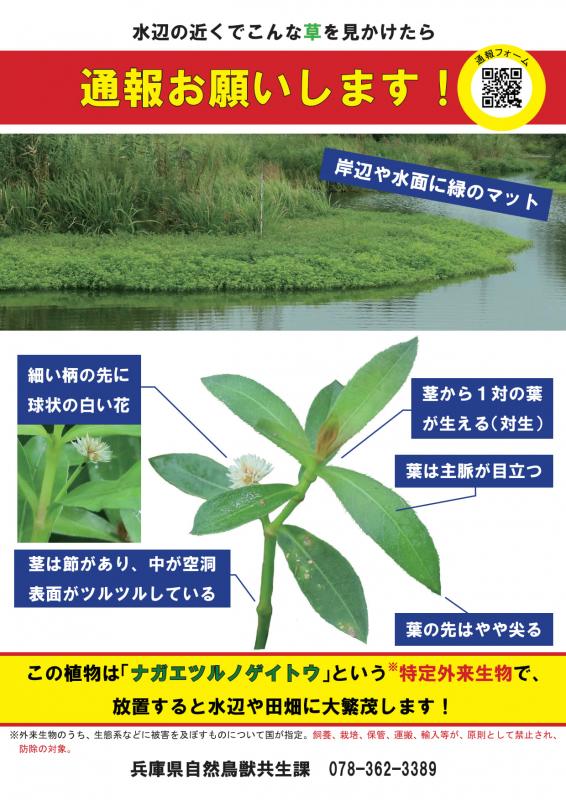 ナガエツルノゲイトウチラシ