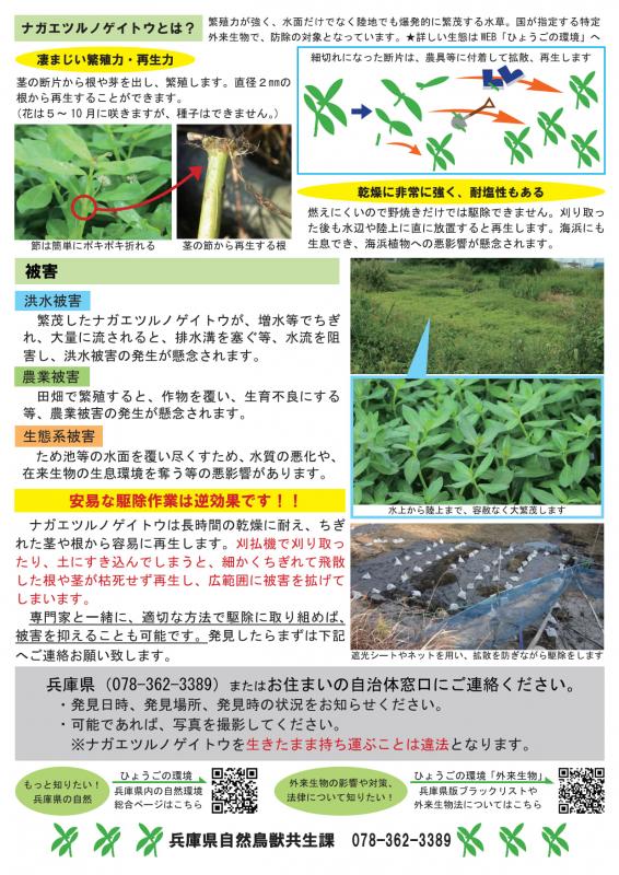 ナガエツルノゲイトウチラシ2