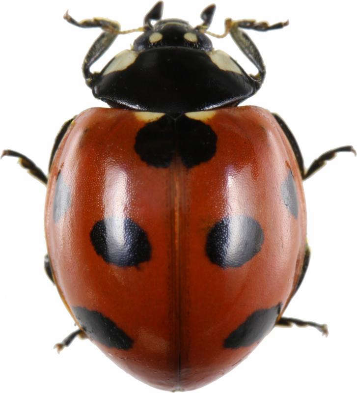 ナナホシテントウ